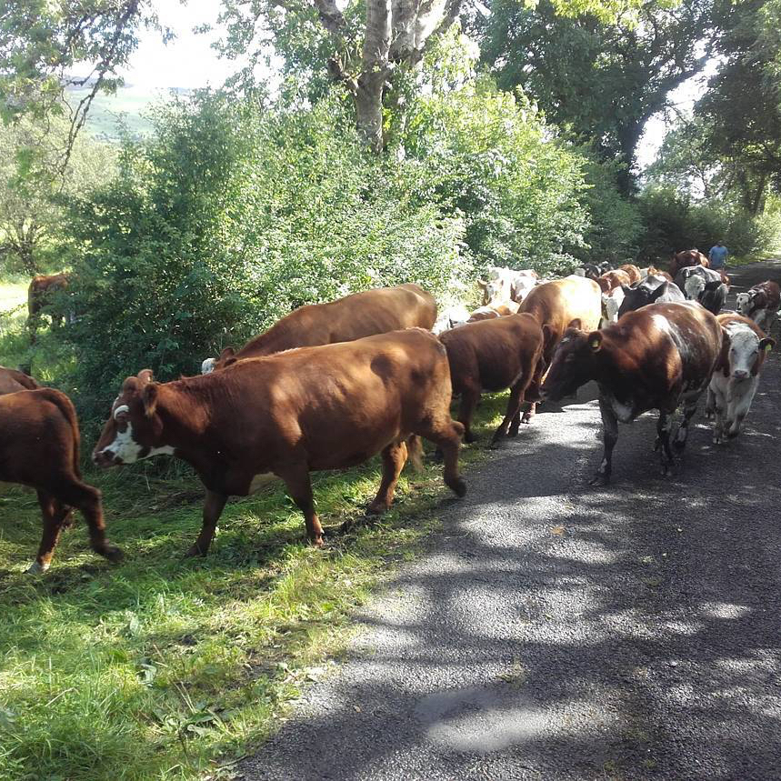 Some of our cows, going for a road trip